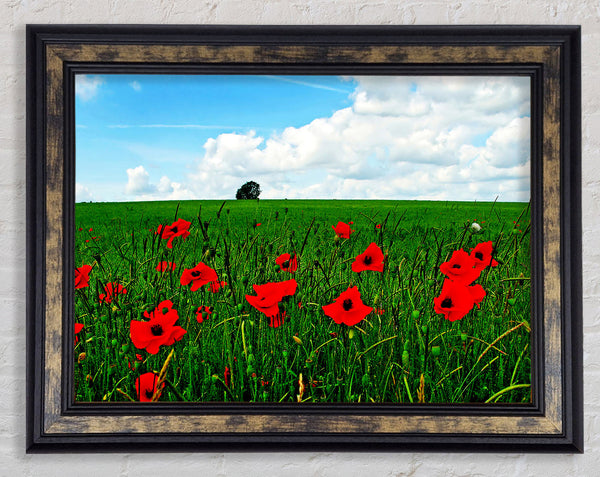 Poppy Fields On A Cloudy Day Framed Print