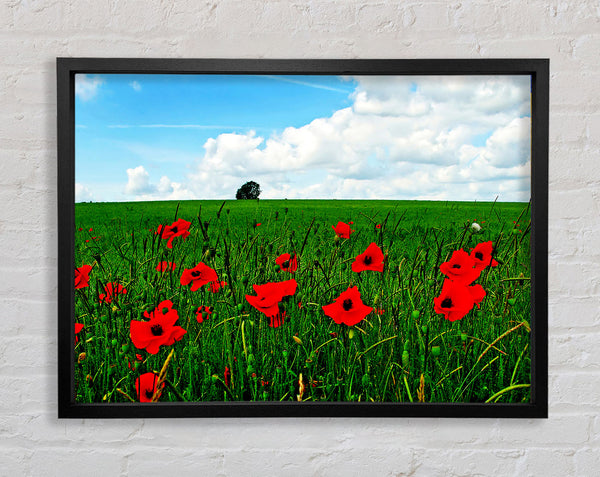 Poppy Fields On A Cloudy Day Framed Print