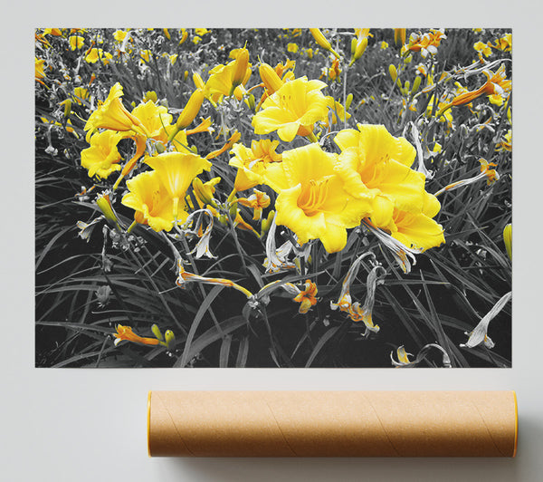 Yellow Trumpet Flowers On B N W Poster