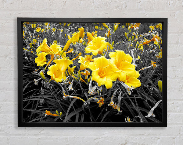 Yellow Trumpet Flowers On B n W Framed Print