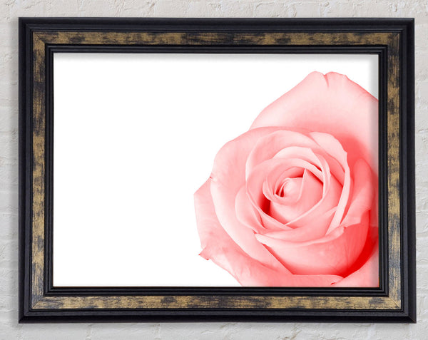 Baby Pink Rose Framed Print