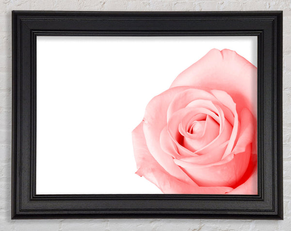 Baby Pink Rose Framed Print