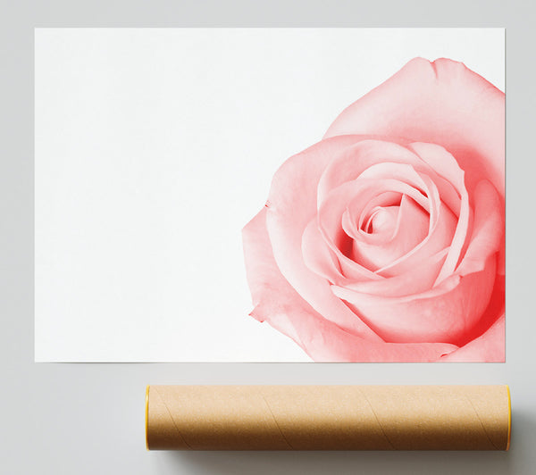 Baby Pink Rose Giclee Print