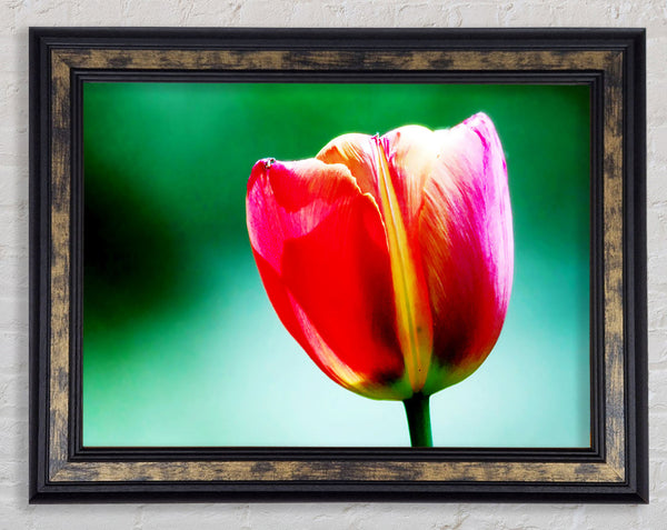 Single Pink Tulip Framed Print