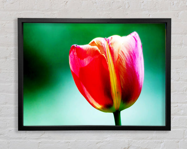 Single Pink Tulip Framed Print