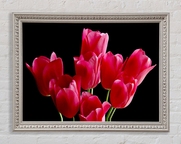 Flower Cerise Tulips Framed Print