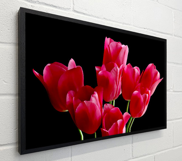 Flower Cerise Tulips