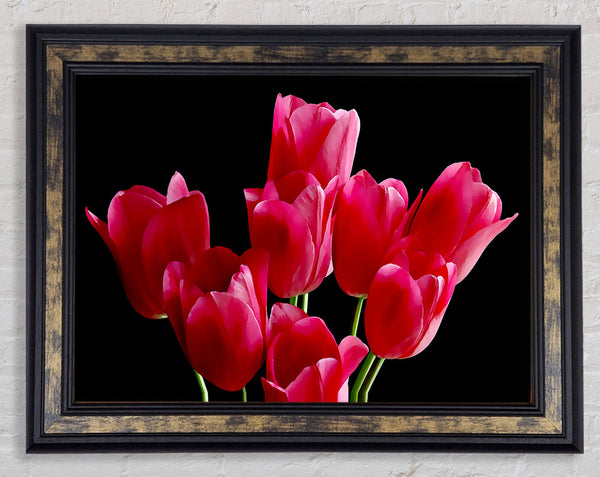 Flower Cerise Tulips Framed Print
