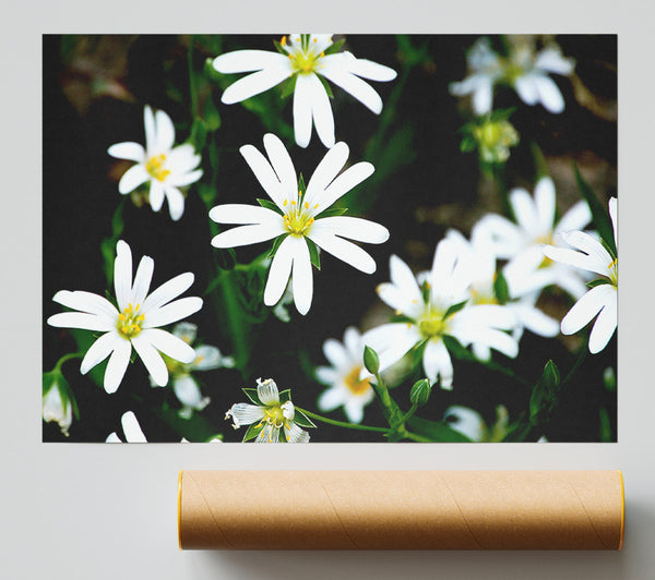 White Garden Daisies Poster
