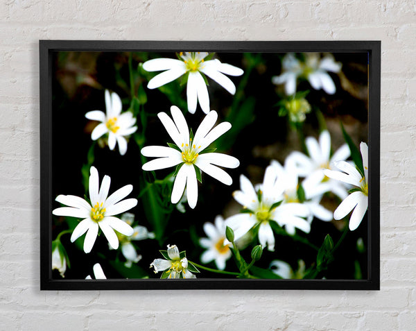 White Garden Daisies Framed Print