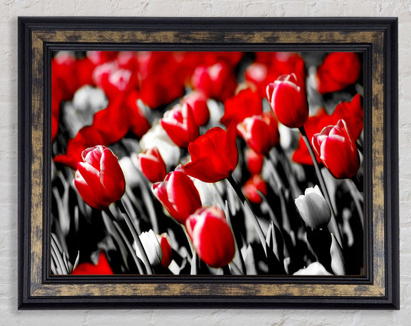 Red Tulips On B n W Framed Print