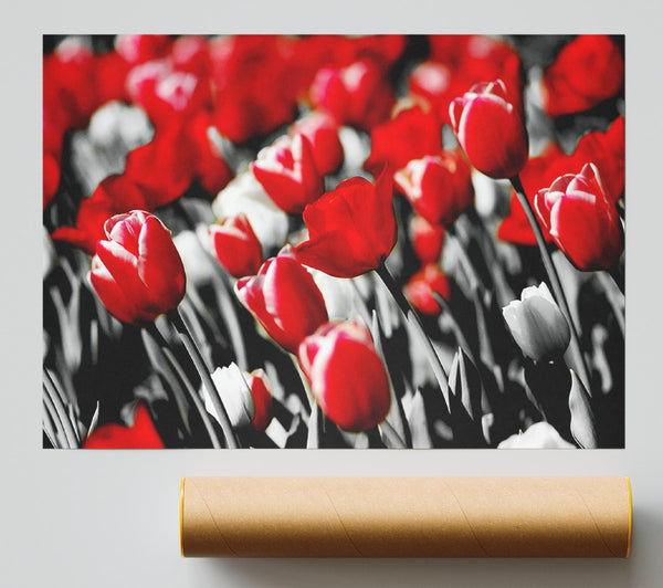 Red Tulips On B N W Poster