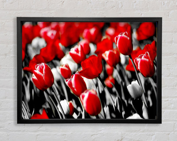 Red Tulips On B n W Framed Print