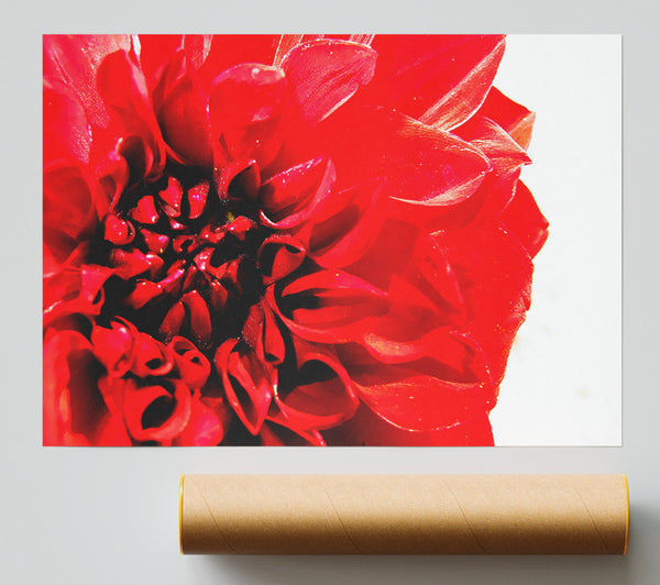 Carnation In Bloom Giclee Print