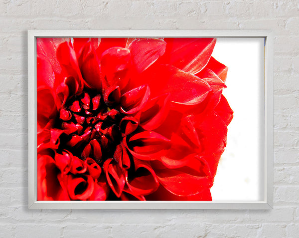 Carnation In Bloom Framed Print