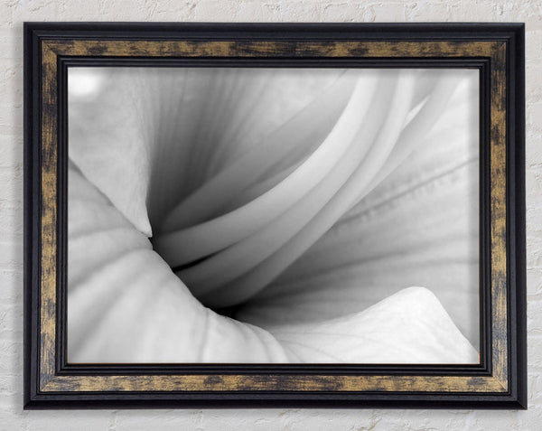 Soft Centre B n W Framed Print