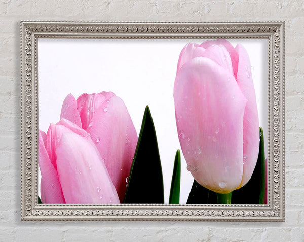 Baby Pink Tulips Framed Print