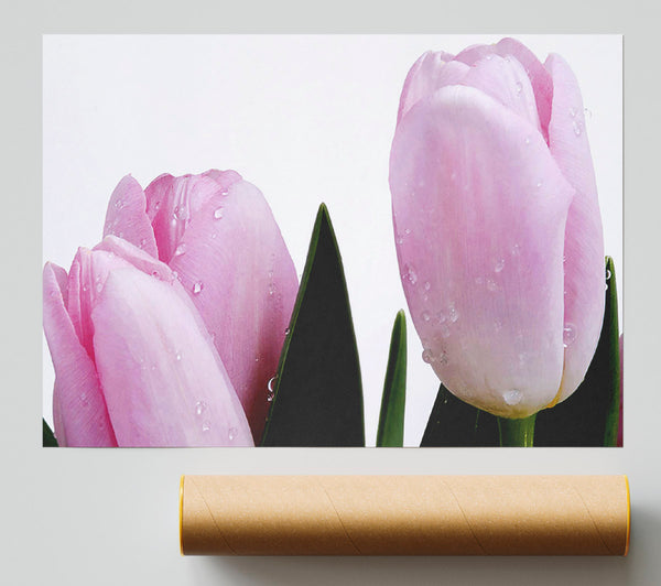 Baby Pink Tulips Print