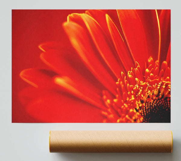 Orange On Orange Gerbera Petals Giclee Print