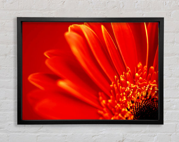 Orange On Orange Gerbera Petals Framed Print