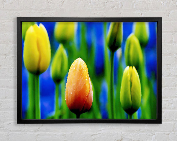 Yellow Tulips In A Blue Field Framed Print