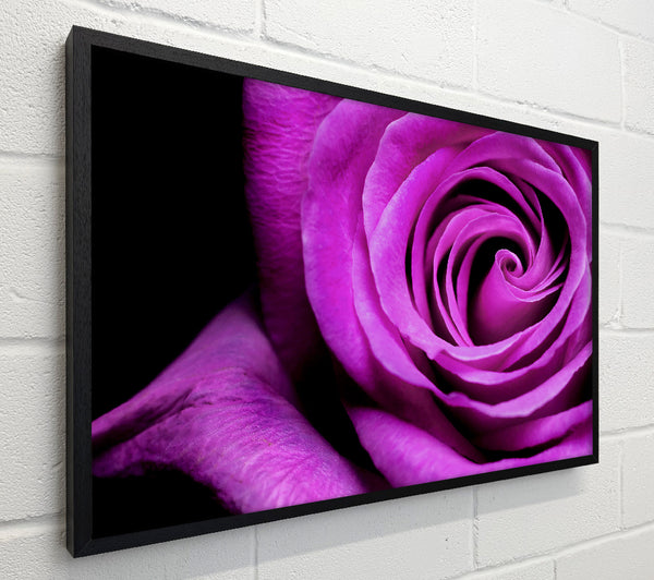 Purple Velvet Rose