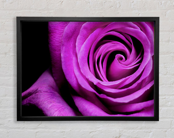 Purple Velvet Rose Framed Print