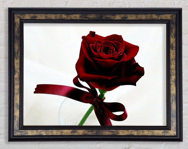 Deep Red Rose Framed Print