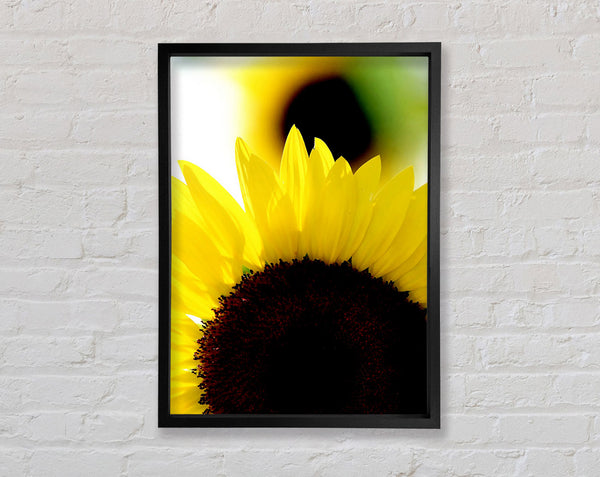 Vibrant Yellow Sunflower Framed Print