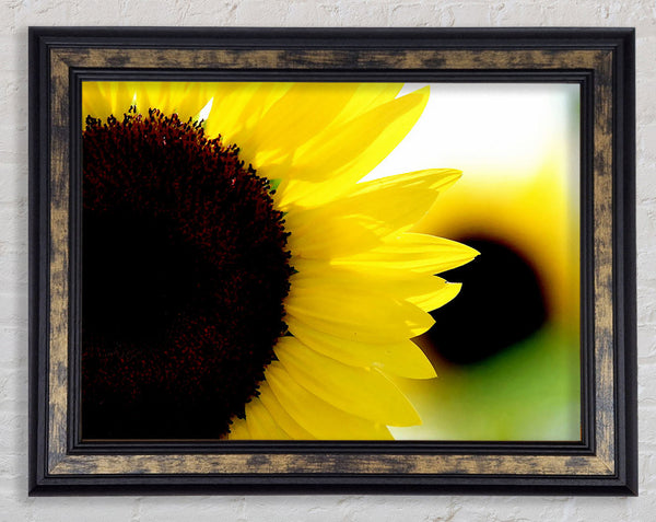 Sunflower Really Close-Up Framed Print
