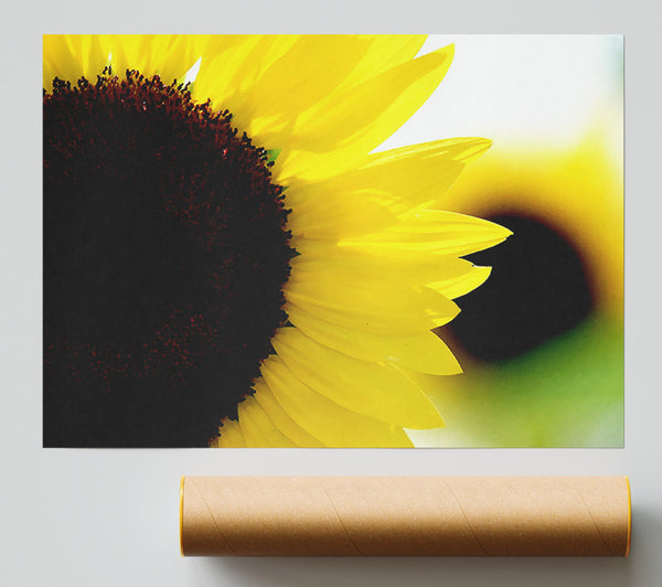 Sunflower Really Close-Up Poster
