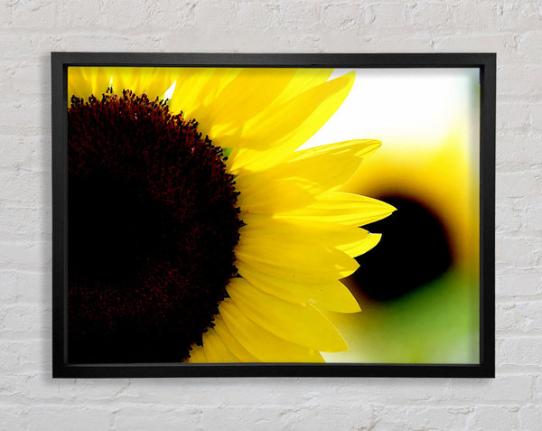 Sunflower Really Close-Up Framed Print