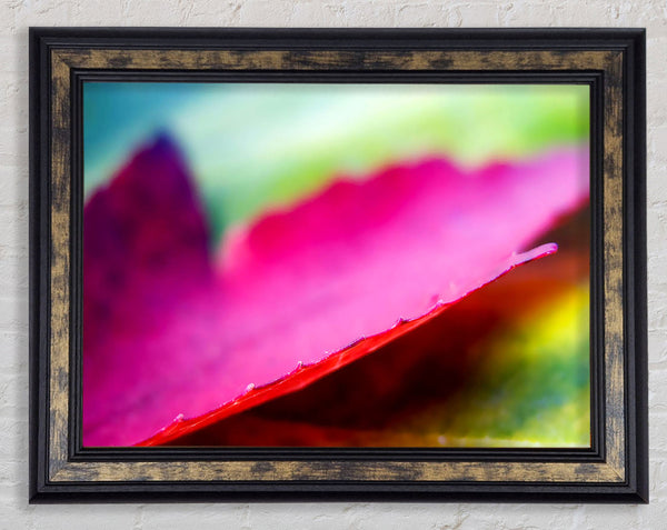 Pink Autumn Leave Framed Print
