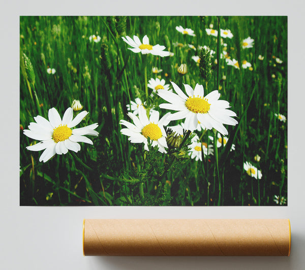 White Daisy Field Amongst The Grass Poster