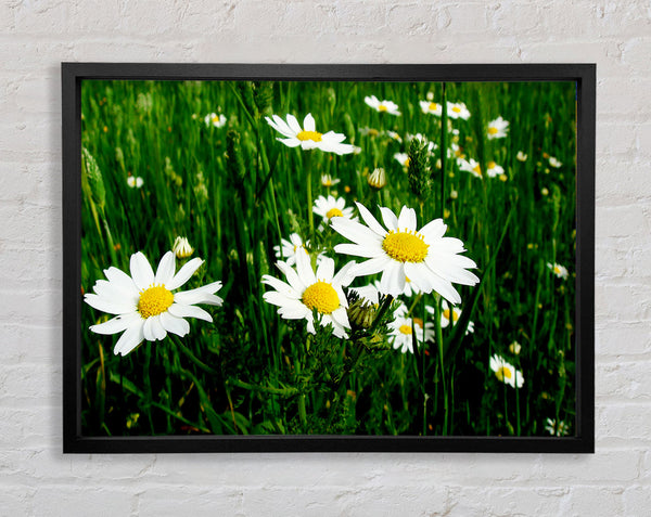 White Daisy Field Amongst The Grass Framed Print