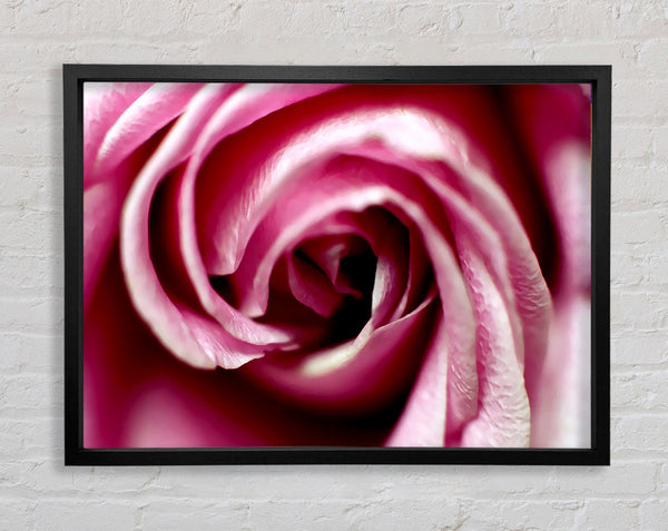 Pink Rose Centre Framed Print