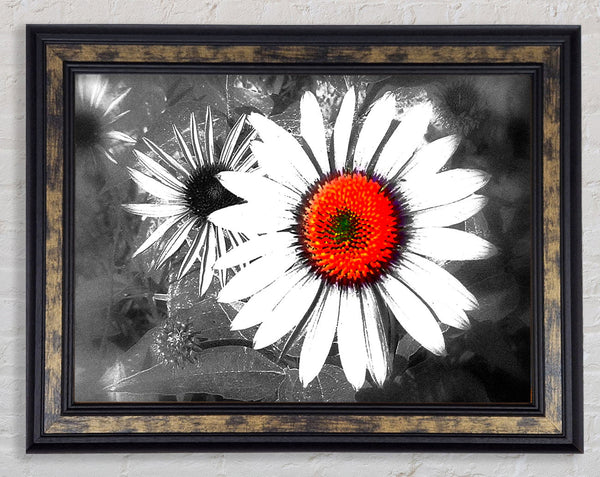 Daisy Centre Framed Print