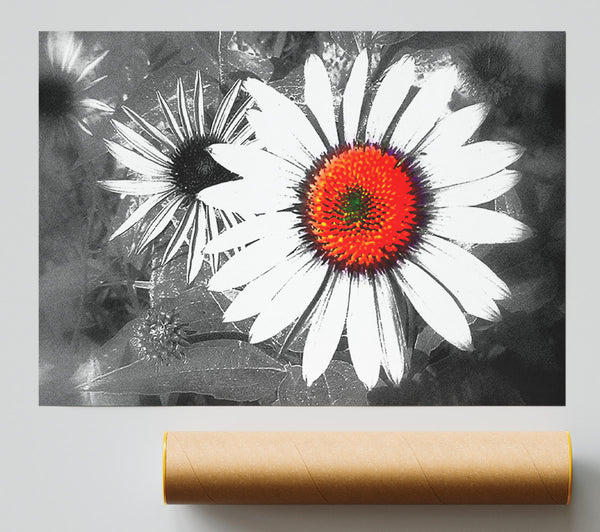 Daisy Centre Giclee Print