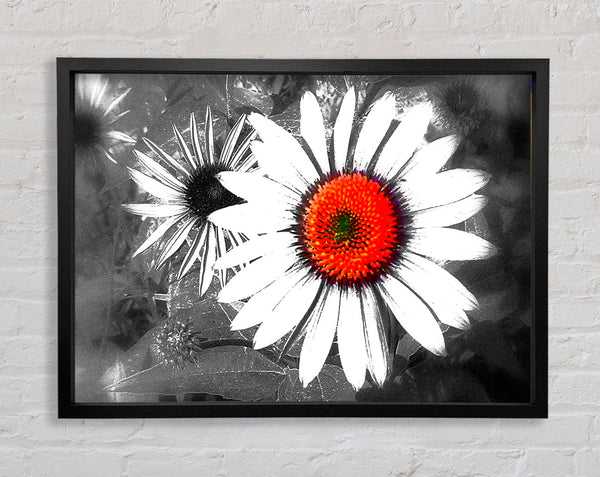 Daisy Centre Framed Print