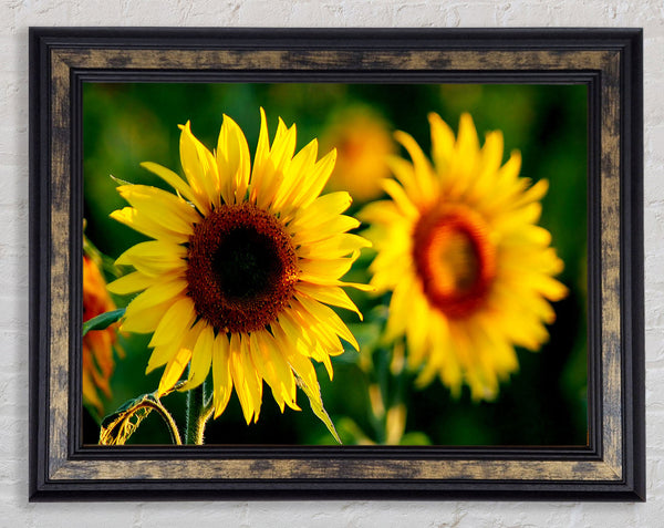 Sunflower Duo Framed Print