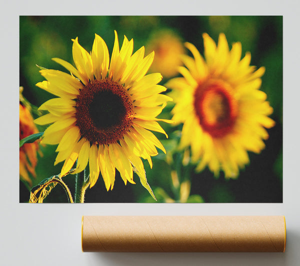 Sunflower Duo Giclee Print