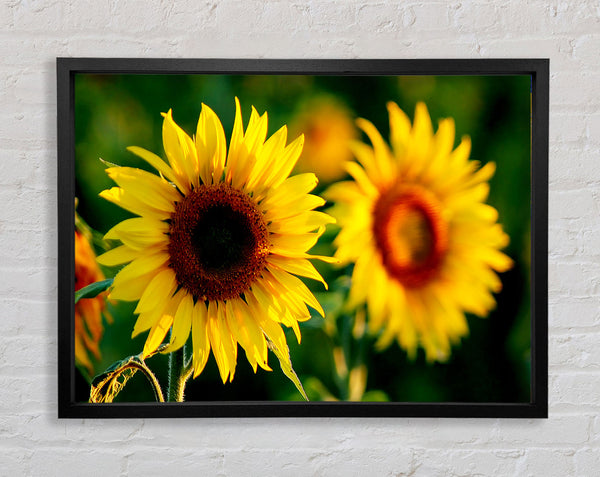 Sunflower Duo Framed Print