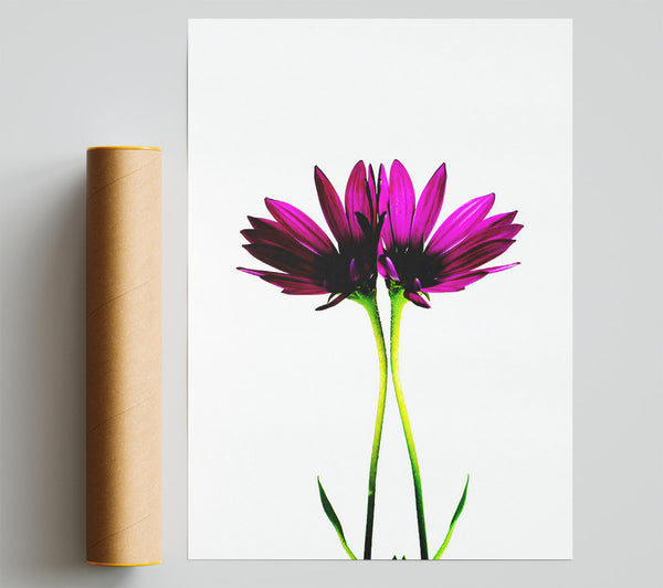 Pink Reflections Giclee Print