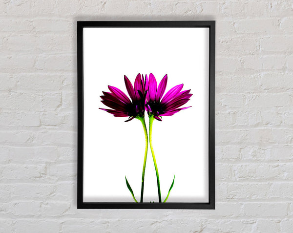 Pink Reflections Framed Print