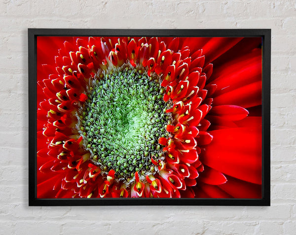 Red Gerbera Green Centre Close-Up Framed Print