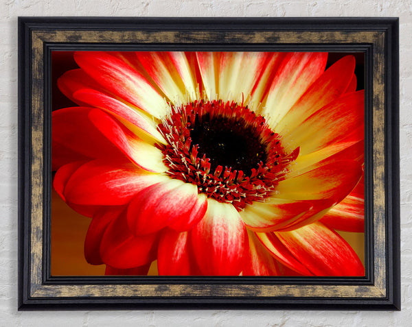 Red Daisy Petals Framed Print