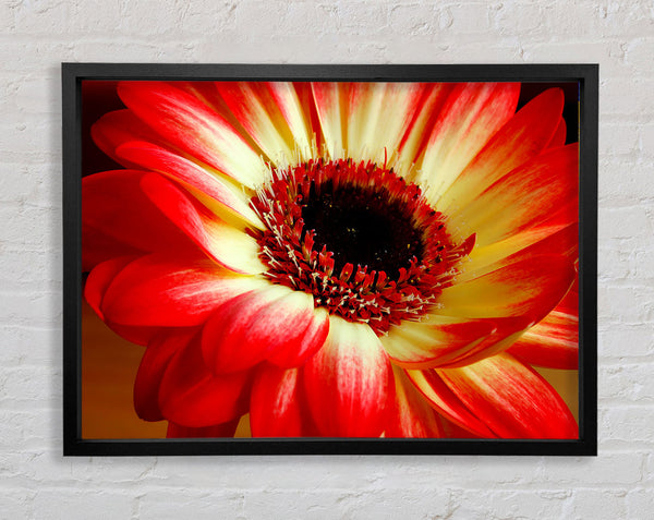 Red Daisy Petals Framed Print