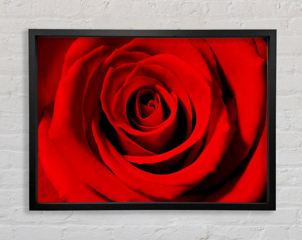 Close-Up Of The Soft Red Rose Framed Print
