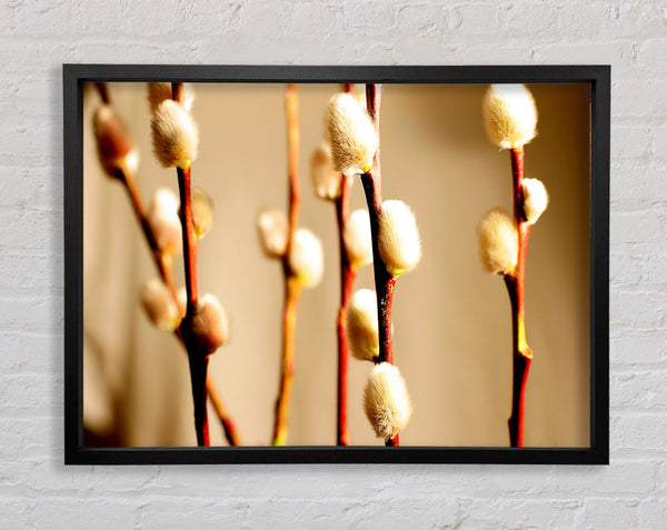 Pussy Willow Framed Print