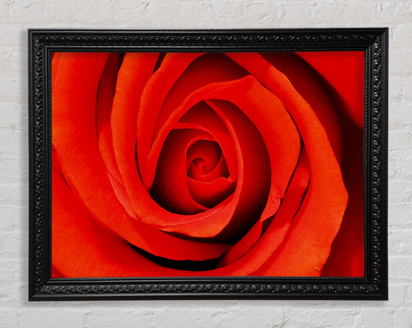 Close-Up Of A Beautiful Rose Framed Print